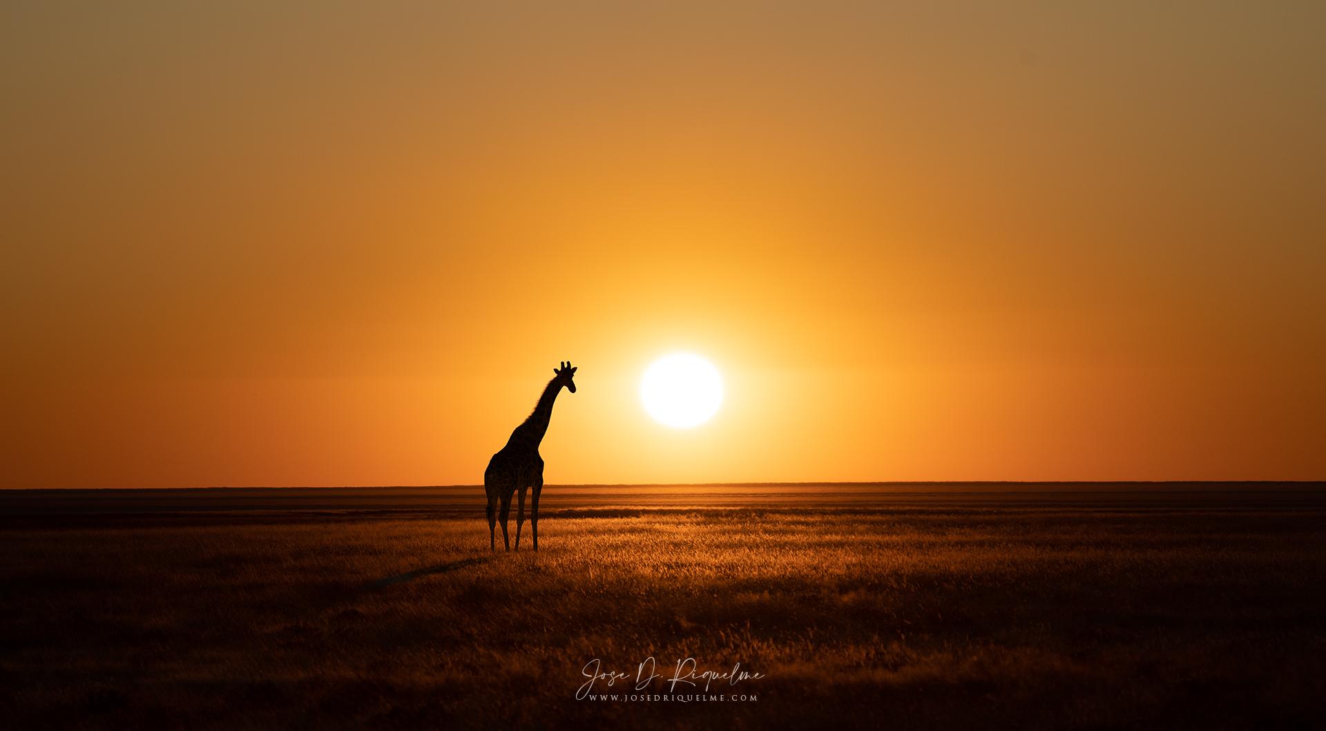 Jirafa al atardecer, Namibia, África